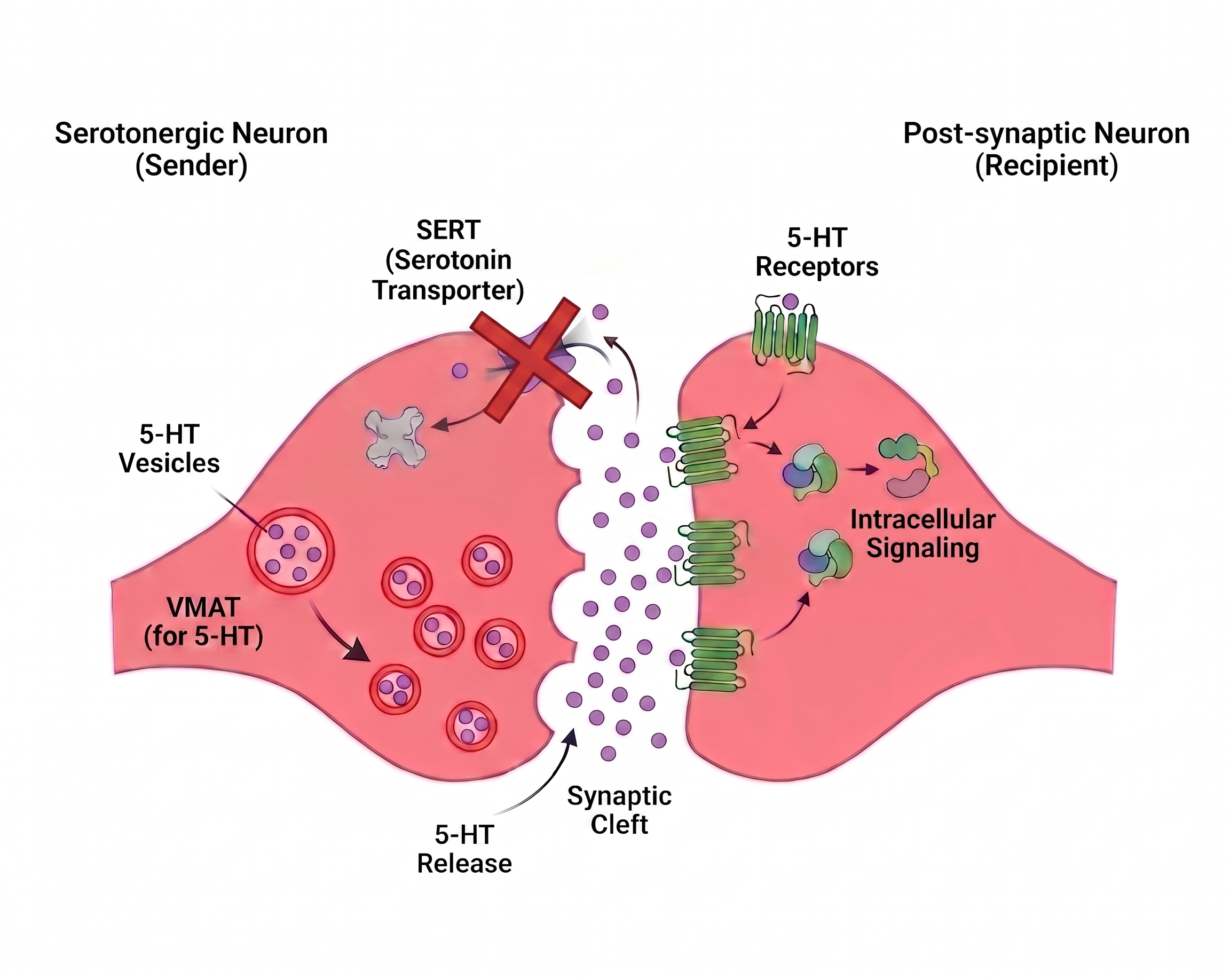 SSRI serotonergic synapse — SERT blockade